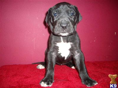 Puppies in TN